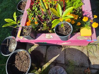 Organic Plant Starts Avacado Tree Starts Read Description