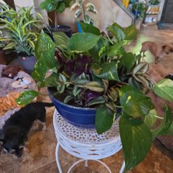 Live Pothos In 10in Ceramic Pot With Wandering Jew 