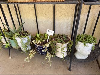 Hanging succulents