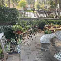 ‼️‼️‼️MOVING PLANTS SALE ‼️‼️‼️