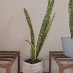 Snake Plant