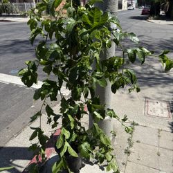 5 Gallon Plant - Passion Fruit / Maracuya 
