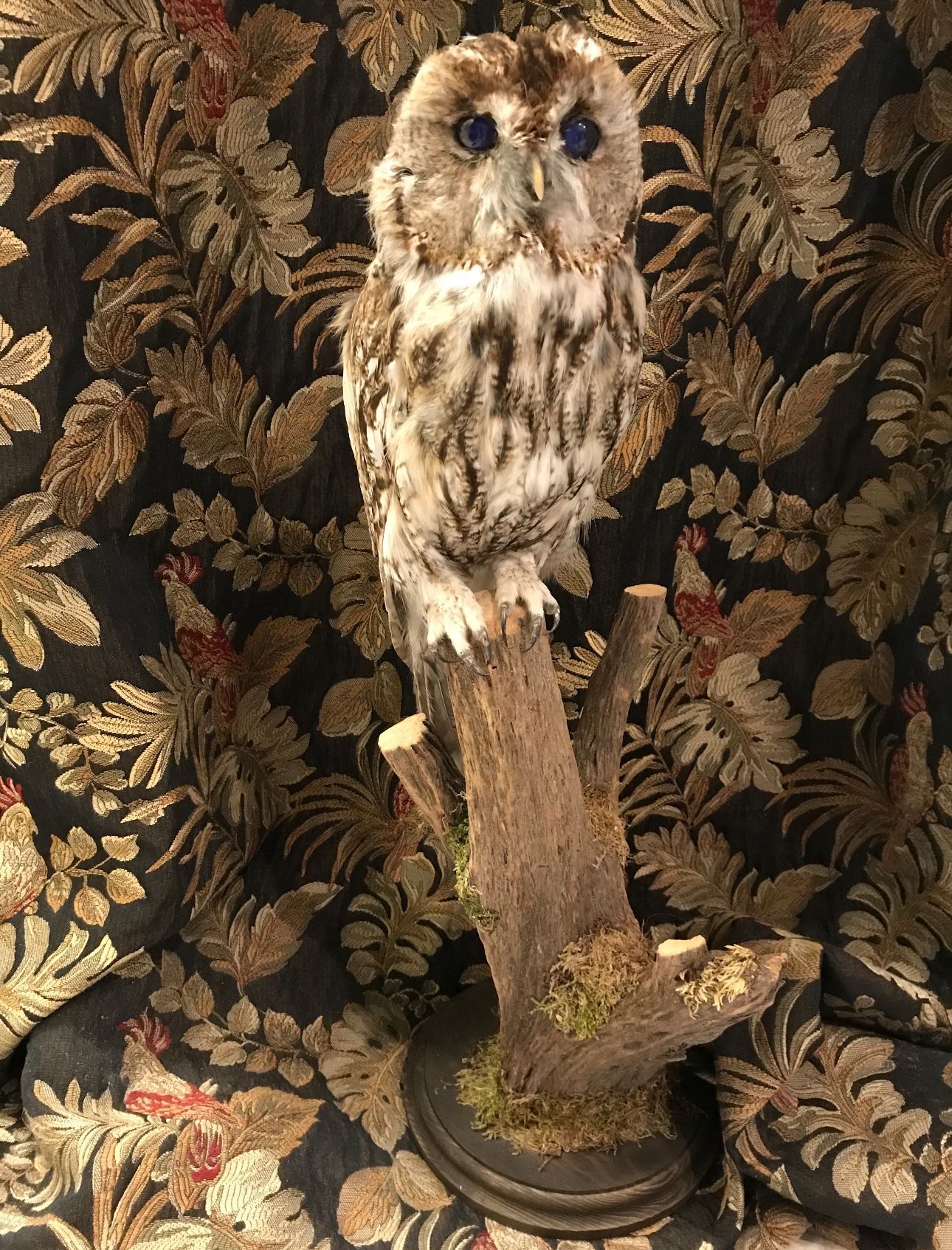 Taxidermy Tawny Owl