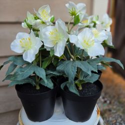 2 New 12" Artificial Hellebore Plants in Pots