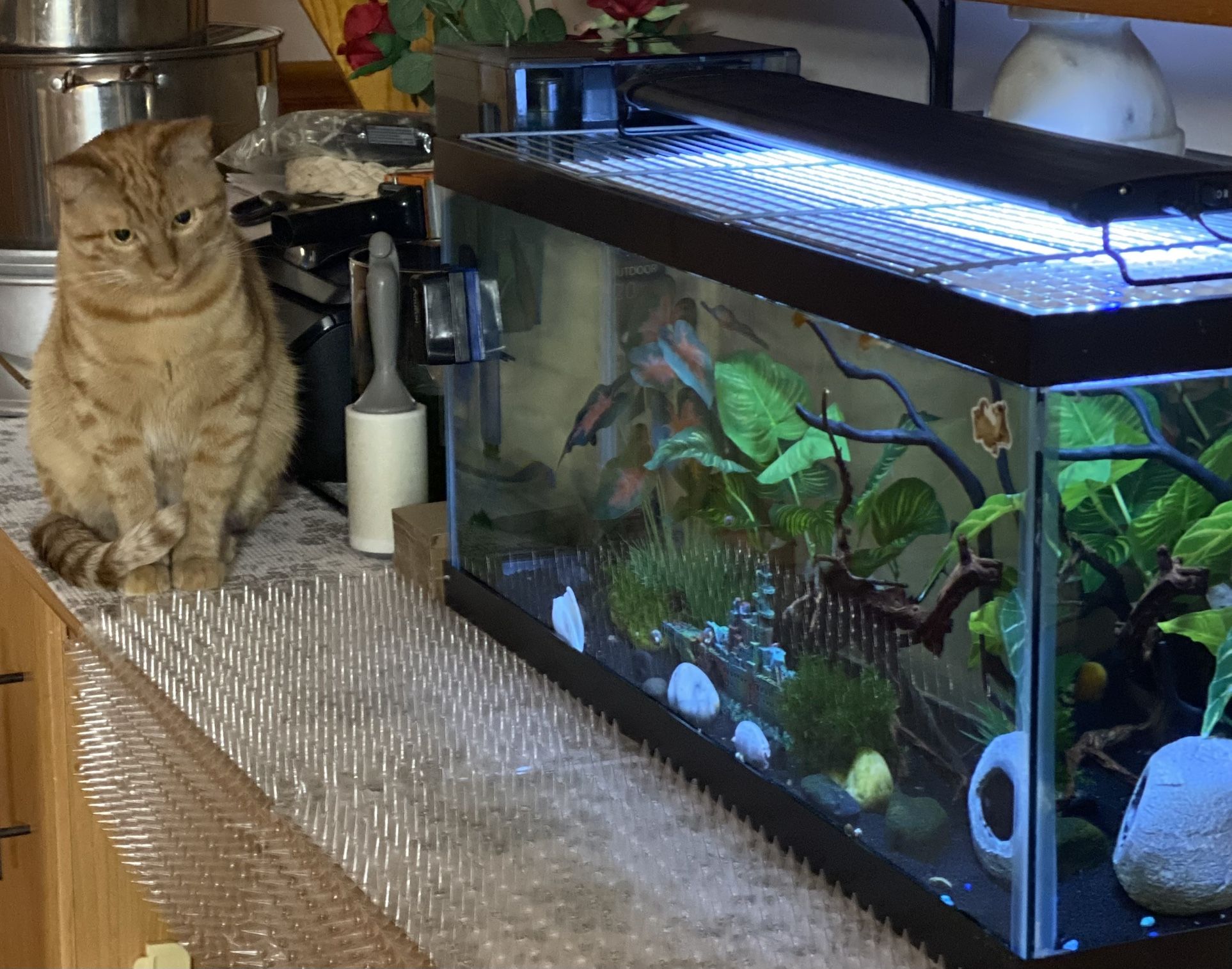 20 Gallons Long Fish Tank For Sale