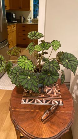 Beautiful eyelash begonia in vintage ice blue pot