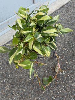 Variegated philodendron silver stripe