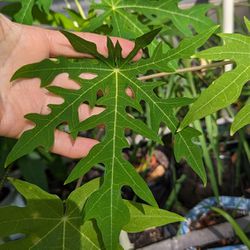 Papaya Seedling, 1 Gal, 1ft+ Tall