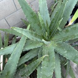 Sabila Penca Gruesa