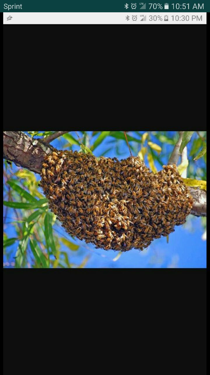 I collect/remove Bees, Honeybees