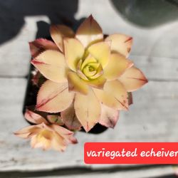 PLANT OPEN HOUSE SALE THIS SUNDAY IN SAN LORENZO