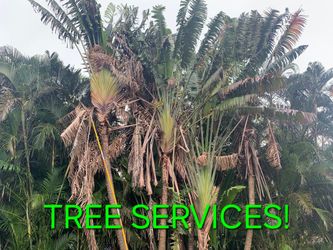 TREES!!! BEST PRICES 