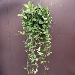 Big Hoya Burtoniae In 6” Pot 