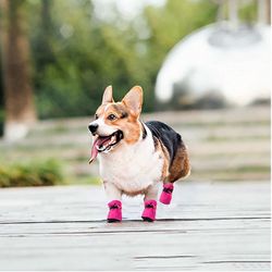New dog shoes