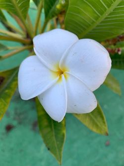 White color plumedia
