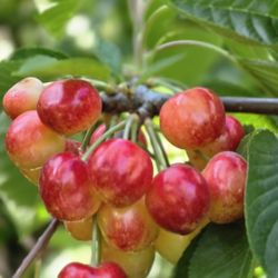 Rainer & Bing Cherries