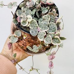 Plants (4”pot💕Variegated string of hearts )