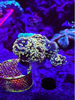 Holy Grail Hammer dec