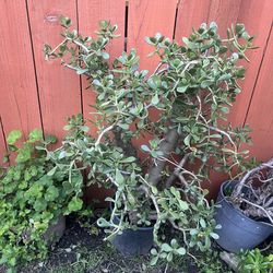 Plant