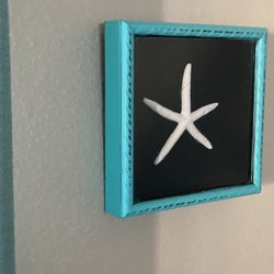 Starfish In Shadow Box 