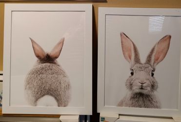 Vendo 2 Cuadros De Conejo De 18x24
