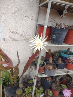 bonita Planta blanca de Un Galón 