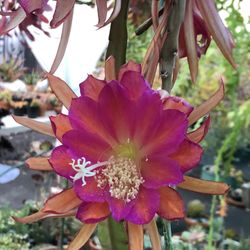 Cactus Orchid