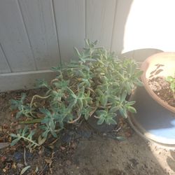 Succulent