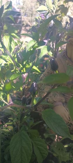 Chiles plant.