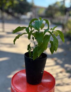 Planta. Plant