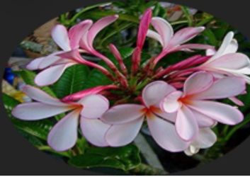 Dwarf Singapore Plumeria