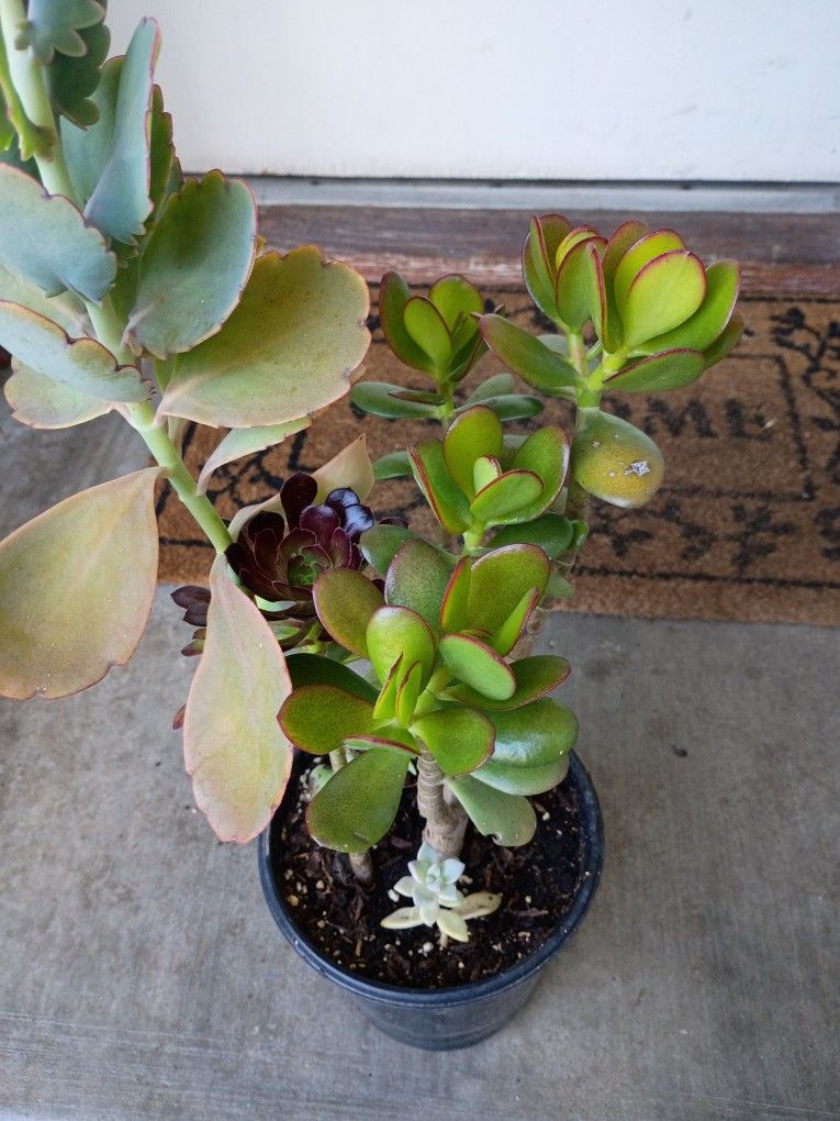Jade Succulent