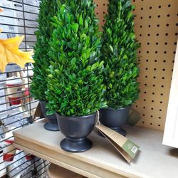 16in Boxwood Trees 10.00ea