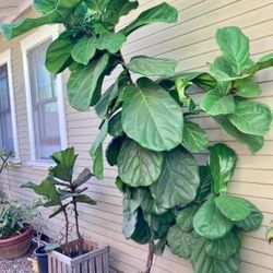 Fiddle Leaf Fig Tree - $120