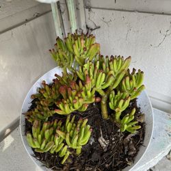 ET Fingers Jade Plant Garden Decor Succulent Indoor Outdoor 