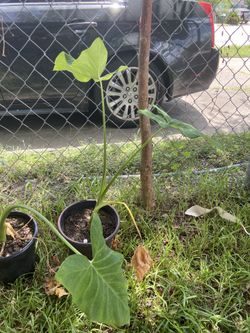 2 plantas 10 cada una