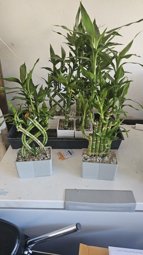 Lucky Bamboo Air Purifying Plants