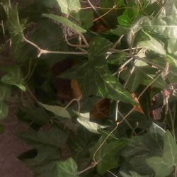 Approx. Two Feet Of Natural Looking Artificial Plants In Long Square Rattan Basket