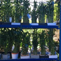 Lucky Bamboo In 7” Ceramic Pot. SPECIAL PRICE !🤩