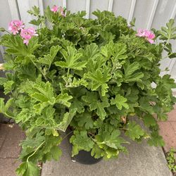 Citronella Big Plant, In 5 Gallóns Pot Pick Up Only