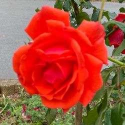 Fragrant rose plants