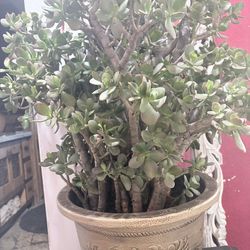 3foot Tall Jade Plant Bonsai  multiple shoots
