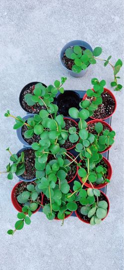 Strings of Hope Plant 🪴 $5 each