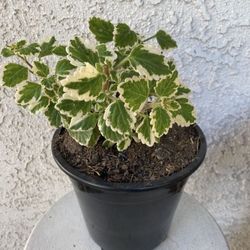 1.5 Gallon Pot Succulent Plant - Swedish Ivy - Plectranthus Forsteri Marginatus Variegated - Established Plant - Drought Resistant - 🪴 