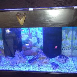 CUSTOM AQUARIUM 