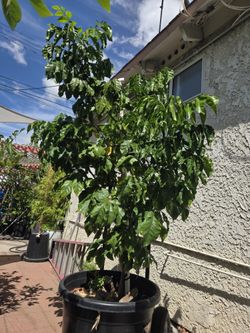 Wampi Tree