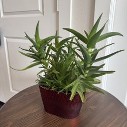 Aloe juvenna Tiger Tooth Aloe