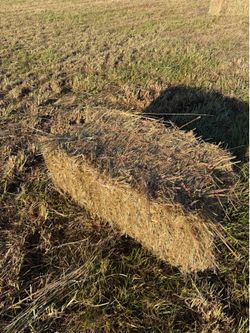 Local grass hay