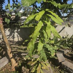 Macadamia Nut 4ft Plant 