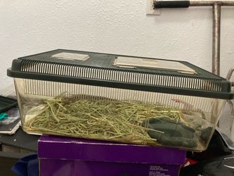 Alligator Lizard Reptile Cage